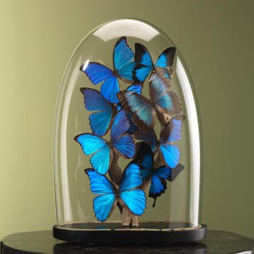 Vlinders in Antieke Stolp Taxidermie Opgezette Dieren By Max, Ophalen of Verzenden, Opgezet dier