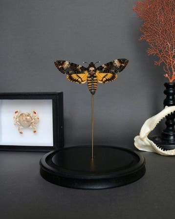Mot Taxidermie volledige montage - Acherontia atropos - 25