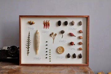 Gemengde botanische monsters Taxidermie volledige montage -