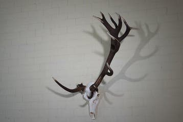Trophée de cerf rouge rare et anormal Crâne - Cervus elaphus, Collections