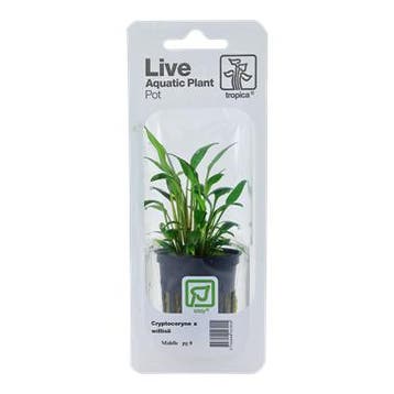 Tropica Cryptocoryne x willisii (easy), Verzenden, Nieuw