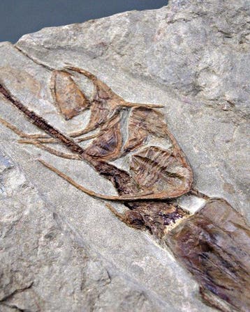 Trilobiet - Gefossiliseerd dier - Ampyx cf. priscus