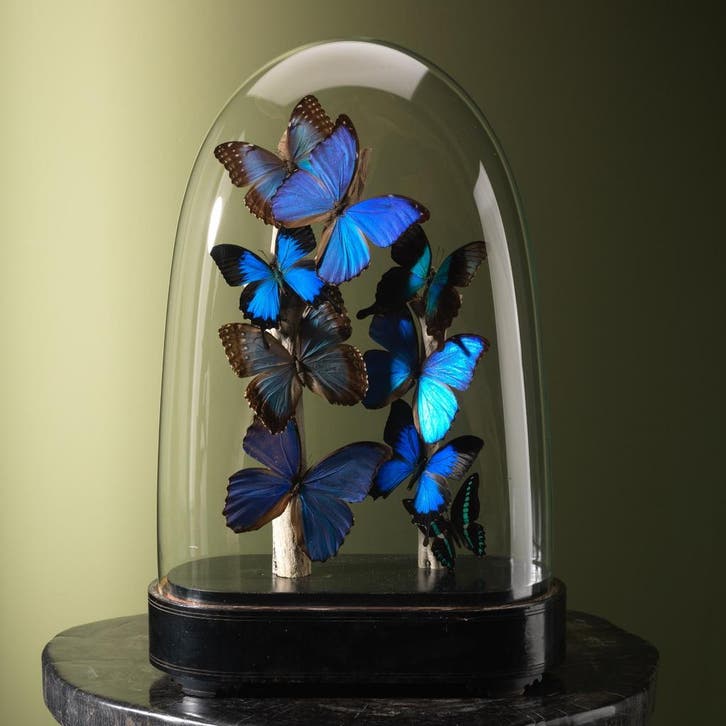 Vlinders in Stolp Taxidermie Opgezette Dieren By Max, Collections, Collections Animaux, Enlèvement ou Envoi