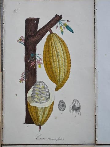 Felice Cassone (1815/ 1854) - Lot. of 14 sheets - Cacao,