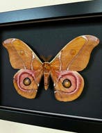 Vlinder Taxidermie volledige montage - Antherina Suraka - 13