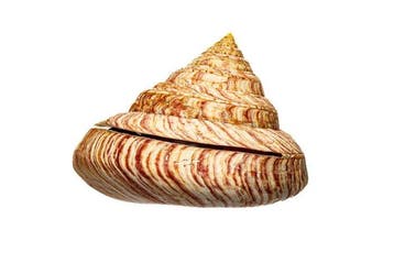een van s werelds zeldzaamste en meest begeerde slakken!!!, Nieuw