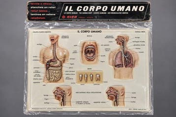 Anatomisch model (3) - Plastic - 1960-1970 - Set van 3