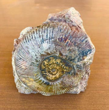 Ammoniet - Gefossiliseerde schelp - V.large Hammatoceras, Collections