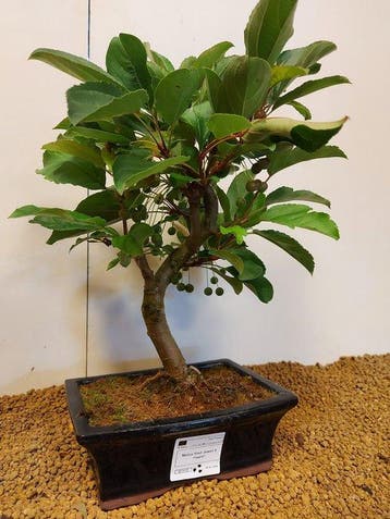 Malus domestica - Hoogte (boom): 36 cm - Diepte (boom): 26