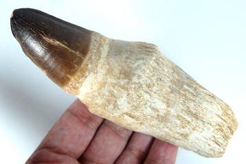 Mosasaurus-tand op matrix - Fossiele tand - Prognatodon