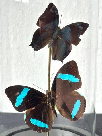 Sans réserve- Ex.Vestergaard-World Butterfly - Danaus, Collections