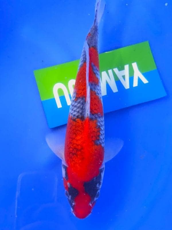 HQ Goshiki van Yamaju  35cm (Japanse Koi), Tuin en Terras, Vijvers, Nieuw, Ophalen of Verzenden