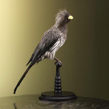 Bananeneter Taxidermie Opgezette Dieren By Max, Ophalen of Verzenden, Nieuw, Vogel, Opgezet dier