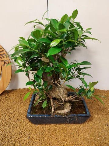 Vijgenboom bonsai (Ficus) - Hoogte (boom): 42 cm - Diepte