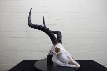 Large African Impala Schedel - Aepyceros melampus - 40 cm -, Verzamelen, Dierenverzamelingen, Nieuw