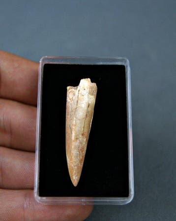 Theropode africain rare TOP - Dent fossile