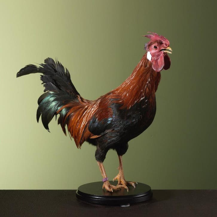 Huishaan Kip Taxidermie Opgezette Dieren By Max, Collections, Collections Animaux, Enlèvement ou Envoi
