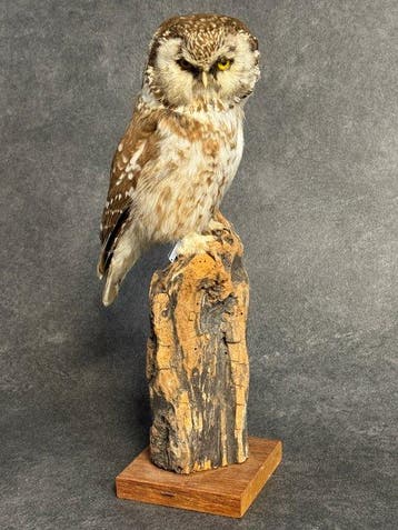 boreale uil Taxidermie volledige montage - Aegolius funereus, Nieuw