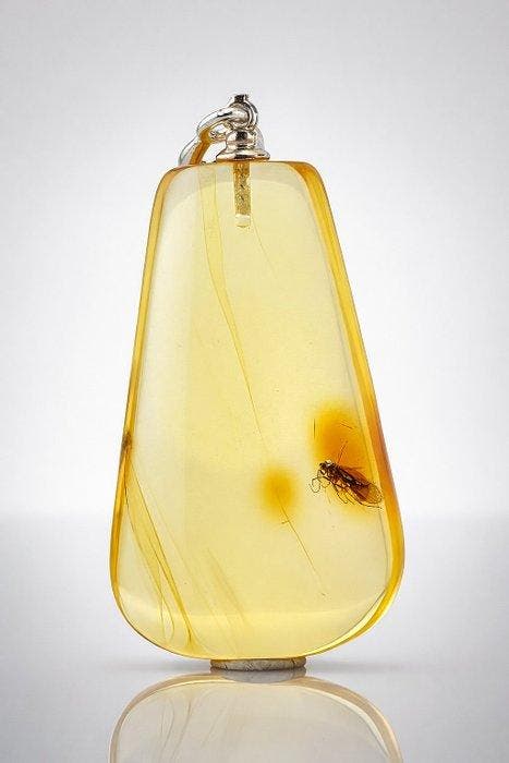 Lichtgevend gouden Baltisch amber-hanger – Gepreserveerde, Collections, Minéraux & Fossiles
