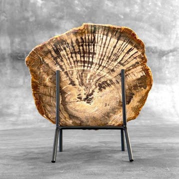 Belle tranche de bois pétrifié sur un socle personnalisé -