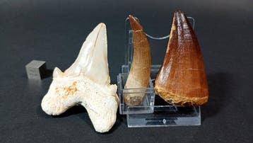 Haai, plesiosauri en mosasauri - Fossiele tanden - Otodus