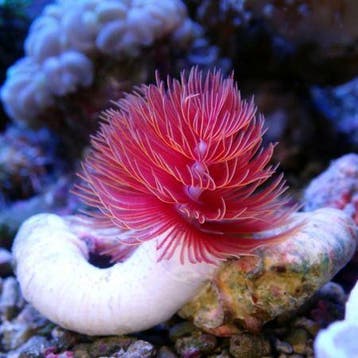 Protula Bispiralis Rood (Rode coco worm), Animaux & Accessoires, Oiseaux | Oiseaux Autre