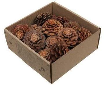 Dennenappel Flower cut Naturel doosje 23 stuks, Hobby en Vrije tijd, Nieuw