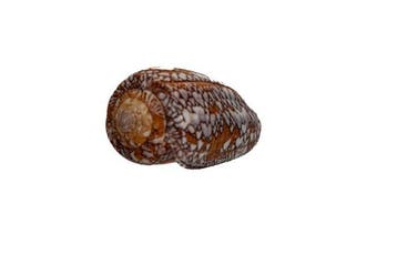 Conus pennaceus | vederkegelslak TOP verzamelaarsslak |, Verzamelen, Nieuw