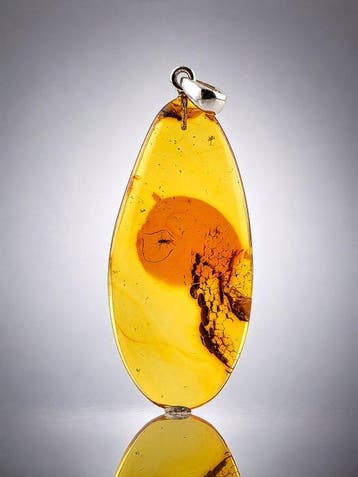 Eoceen Baltisch amberhanger – Prachtig bewaard mug –