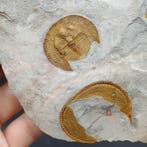 Prachtige trilobiet - Gefossiliseerd dier - Declivolithus, Verzamelen, Mineralen en Fossielen