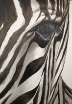 Monicart - Occhio di zebra