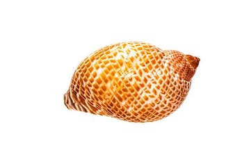 Patrijs-barrelschelp (Tonna perdix) – Indrukwekkend, Nieuw