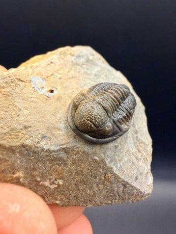 Trilobiet - Gefossiliseerd dier - Gerastos - 6 cm (Zonder