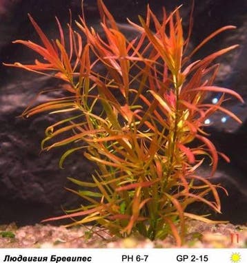 Ludwigia Brevipes In Vitro, Verzenden, Nieuw