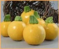 One ball F1 Floridor F1 summer squash zaden, Nieuw