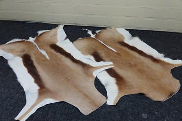 Pair South African Springbok Skins Taxidermie wandmontage -