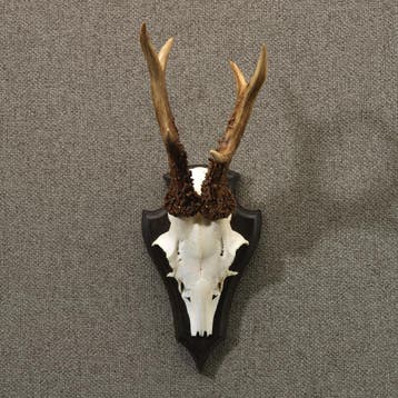 Reebok Gewei Taxidermie Opgezette Dieren By Max, Ophalen of Verzenden, Nieuw, Wild dier, Opgezet dier