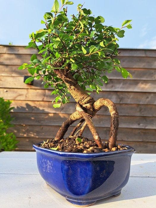 Chinese iep bonsai (Ulmus parviflora) - Hoogte (boom): 19 cm, Antiek en Kunst, Curiosa en Brocante