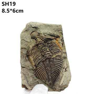 Scarabée - Coquillage fossilisé - Coronocephalus - 9 cm - 6, Collections
