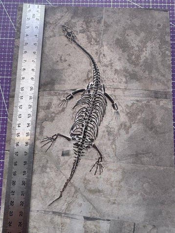 Fossiel reptiel: Keichousaurus – zeldzaam getuigenis uit het