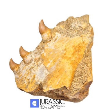Prachtige Halisaurus arambourgi (Mosasaur) Gedeeltelijke