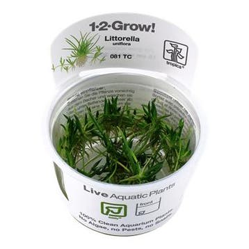 Tropica Littorella uniflora 1-2-grow! (easy), Verzenden