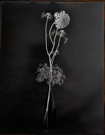 Tenmi HANAGI - FLEURISME-ammi majus -gelatin silver