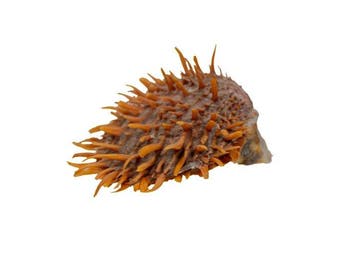 Verzamelitem: oranjekleurige stekelmossel (Spondylus