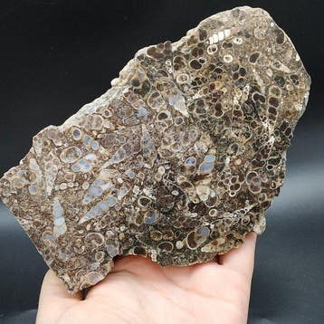 Chalcedoon Slakken - Fossiele matrix - Elimia tenera (Zonder
