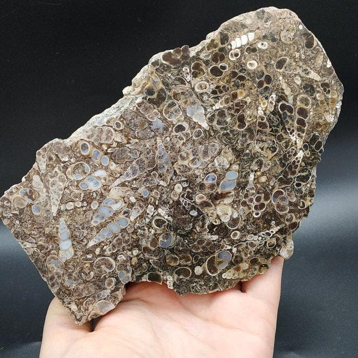 Chalcedoon Slakken - Fossiele matrix - Elimia tenera (Zonder, Verzamelen, Mineralen en Fossielen