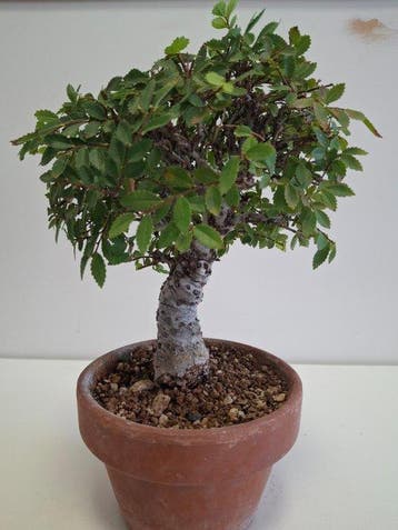 Japanese iep bonsai (Zelkova) - Hoogte (boom): 20 cm -