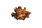 Stekelslak $$$ Verzamelobject Taxidermie wandmontage -, Nieuw
