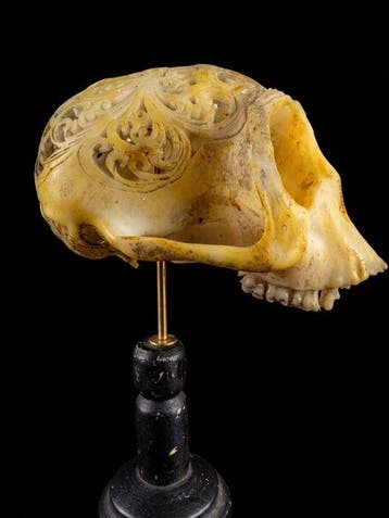 ander Taxidermie volledige montage - Macaque SKULL REPLICA -, Antiek en Kunst