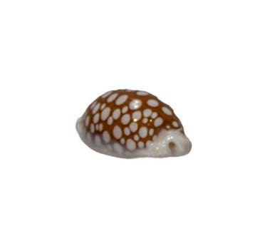 Siebkauri: Cypraea cribraria (37 mm) – onberispelijk, Nieuw